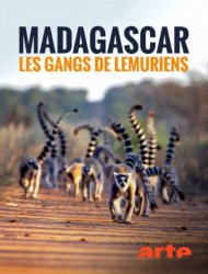 Madagascar : les gangs de lémuriens saison 1